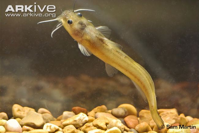 (Noturus) Род НОТУРУСЫ, КАМЕННЫЕ СОМИКИ 29 видов